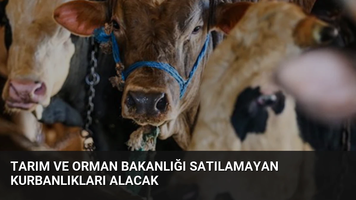 Tarım ve Orman Bakanlığı Satılamayan Kurbanlıkları Alacak