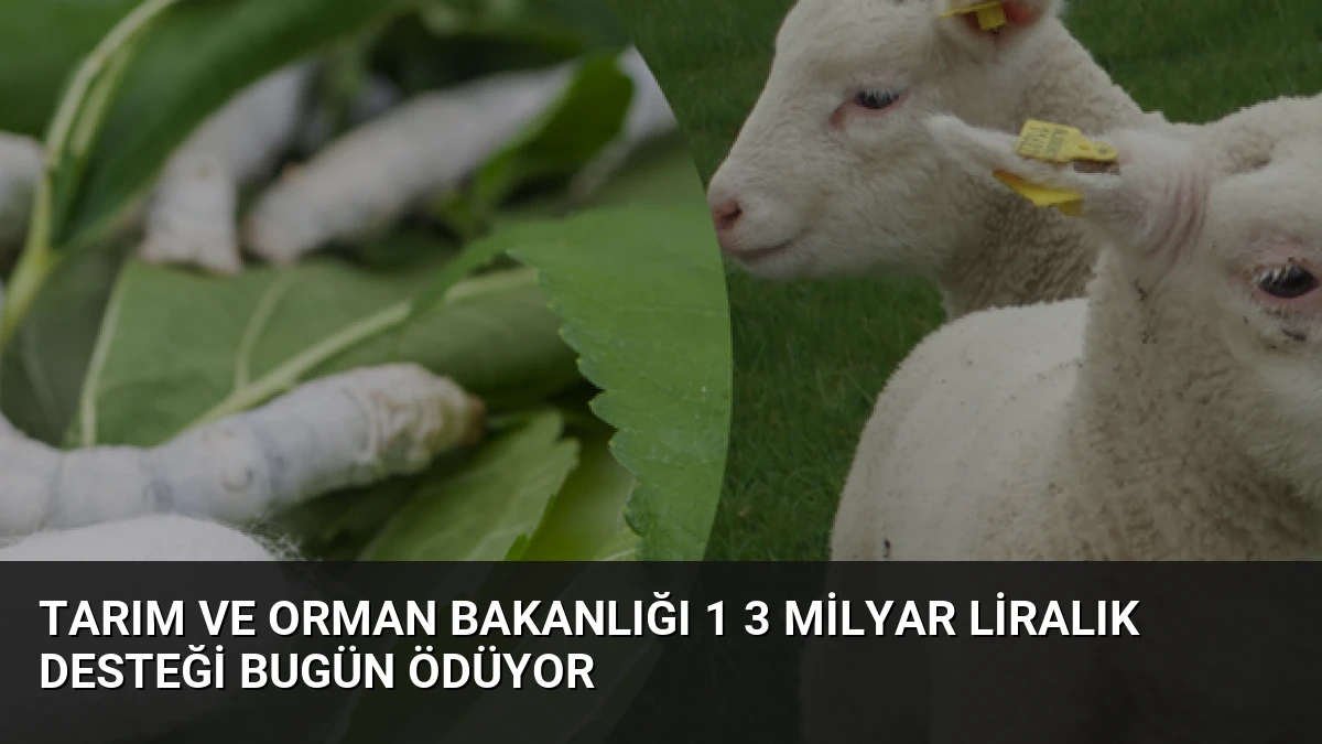Tarım ve Orman Bakanlığı 1 3 Milyar Liralık Desteği Bugün Ödüyor